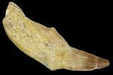 Fossil Rooted Mosasaur (Mosasaurus) Tooth - Morocco #117067-1